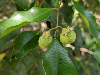 fruit and flowers from the gaharu tree (aquilaria malaccensis) cultivated by farmers