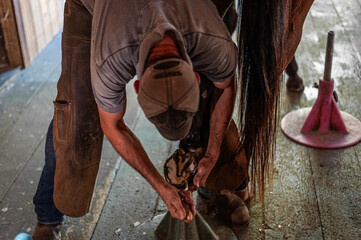 Male farrier using nipper tools on bay thoroughbred gelding's rear hoof to prepare for shoeing.