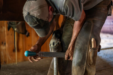 Male farrier trimming bay thoroughbred gelding hoof for shoes in an old rustic barn with wood floors.