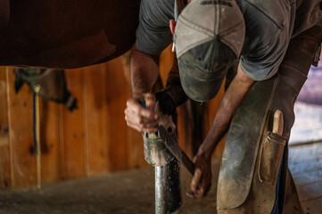 Male farrier trimming bay thoroughbred gelding hoof for shoes in an old rustic barn with wood floors. - obrazy, fototapety, plakaty
