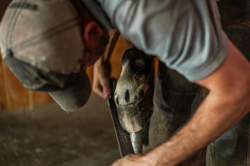 Male farrier trimming bay thoroughbred gelding hoof for shoes in an old rustic barn with wood...