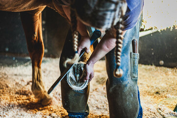 Quarter horse getting hoof shaped by a female farrier with two pigtail braids in a dusty stall in...