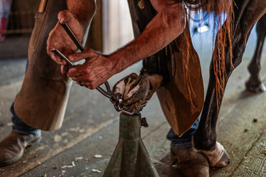 Male farrier using nipper tools on bay thoroughbred gelding's rear hoof to prepare for shoeing. - Powered by Adobe