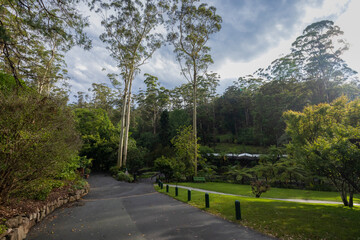 Fototapeta na wymiar Scenic views of Tamborine Mountain Regional Botanic Gardens
