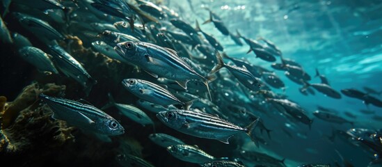 Fototapeta na wymiar School of striped mackerel