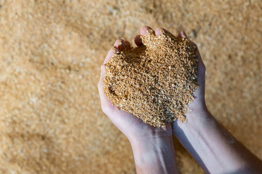 Closeup of handful of soybean hulls in male hands. Concept of organic supplement in production of compound feed for livestock animals