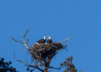 Bald Eagle Pair