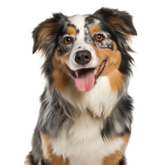 Transparent PNG - Cute Aussie Shepherd