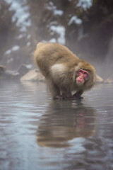 Alert snow monkey in Jigokudani Hot Spring