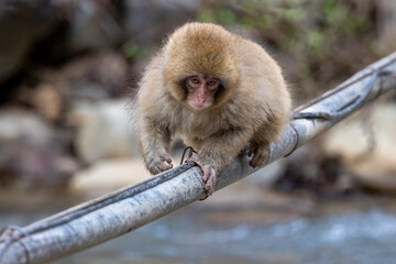 Cute baby Japanese snow monkey