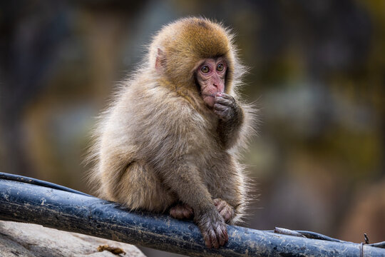 Cute baby Japanese snow monkey