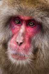 Closeup of Japan snow monkey face