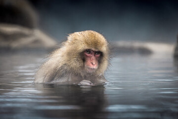 Cold Monkey bathes in hot spring in Nagano