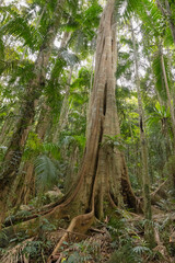 Views of the rainforest canopy along the Knoll walking track within Tamborine National Park, Queensland, Australia