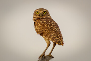 Little owl, Athene noctua, single bird on perch,