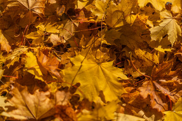 Naklejka na ściany i meble Maple leaves on the ground in the autumn forest close-up