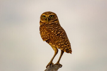 Little owl, Athene noctua, single bird on perch,