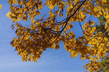 autumn leaves against blue sky