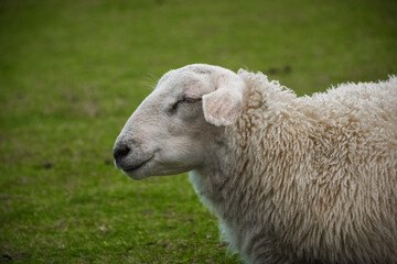 Naklejka na ściany i meble Cute sheep in the green meadow of Lofoten Islands, Norway