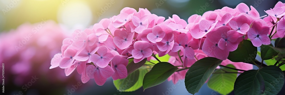Poster beautiful pink hydrangea flower with magical bokeh background and copy space for text placement