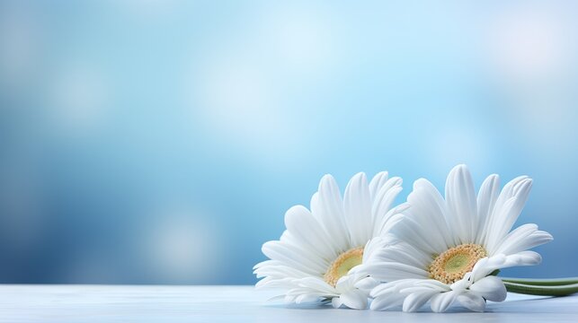 White gerbera daisy on isolated magical bokeh background with copy space for text placement