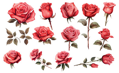 set red rose, beautiful flower on an isolated white background, watercolor vector illustration - obrazy, fototapety, plakaty
