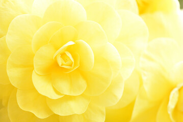 ベゴニアのクローズアップ　マクロ　花のぼかし　黄色
