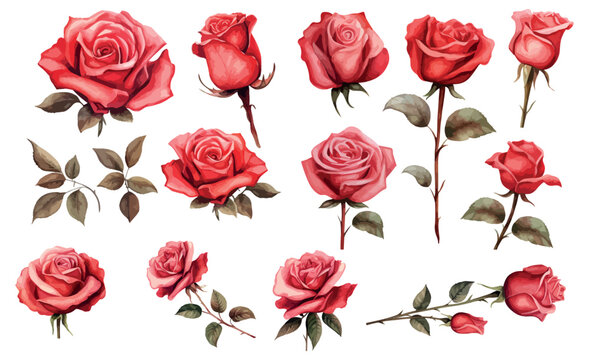 set red rose, beautiful flower on an isolated white background, watercolor vector illustration