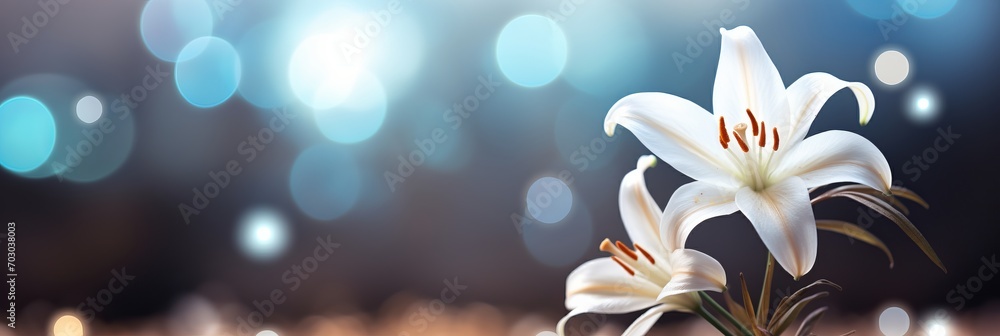 Poster ethereal white lily blossom on isolated magical bokeh background with copy space on the left side