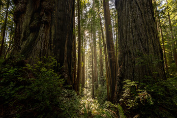 Massive Redwood Trunks Stand As Gatekeepers To The Morning Light