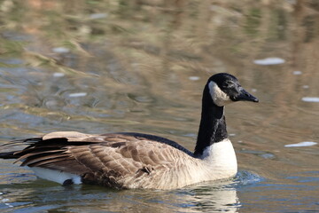 Goose on the Water