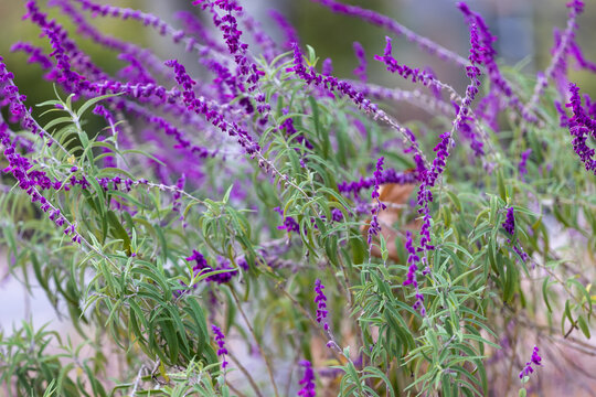 lavender field region