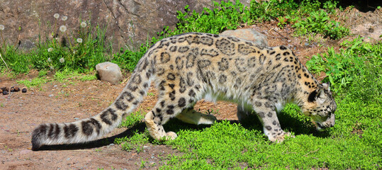 The snow leopard is a large cat native to the mountain ranges of Central and South Asia. It is listed as endangered on the IUCN Red List of Threatened Species