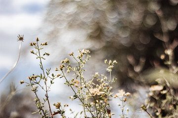 Wild flowers at Tuscany - Meadow - Italy