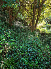 It is a forest full of trees and grass.