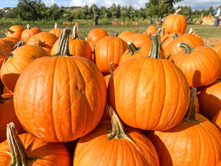 Pumpkins stalks in the field during harvest time in fall. Halloween preparation, American Farm