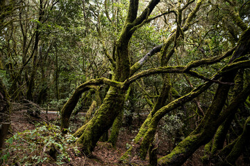 garajonay national park, la gomera, la gomera tropical forest, lagomera vegetation, la gomera national park