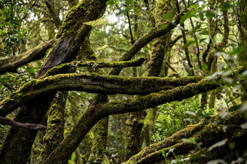 garajonay national park, la gomera, la gomera tropical forest, lagomera vegetation, la gomera national park