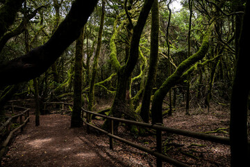 garajonay national park, la gomera, la gomera tropical forest, lagomera vegetation, la gomera national park