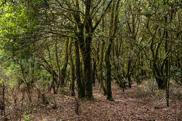 garajonay national park, la gomera, la gomera tropical forest, lagomera vegetation, la gomera national park