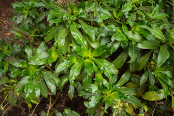 garajonay national park, la gomera, la gomera tropical forest, lagomera vegetation, la gomera national park