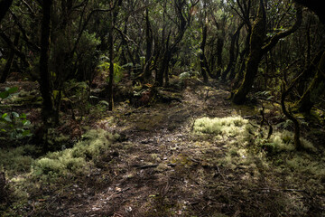 Obraz premium garajonay national park, la gomera, la gomera tropical forest, lagomera vegetation, la gomera national park