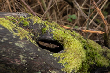 garajonay national park, la gomera, la gomera tropical forest, lagomera vegetation, la gomera national park
