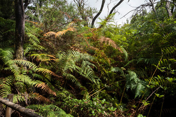 garajonay national park, la gomera, la gomera tropical forest, lagomera vegetation, la gomera national park