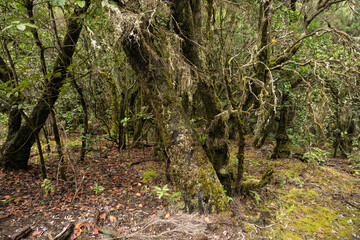 garajonay national park, la gomera, la gomera tropical forest, lagomera vegetation, la gomera national park