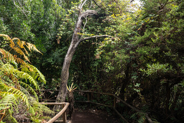 garajonay national park, la gomera, la gomera tropical forest, lagomera vegetation, la gomera national park