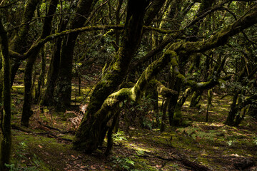 garajonay national park, la gomera, la gomera tropical forest, lagomera vegetation, la gomera national park