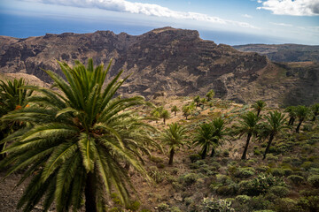 Fototapeta na wymiar la gomera, landscapes of la gomera, palm trees on the slopes of la gomera,