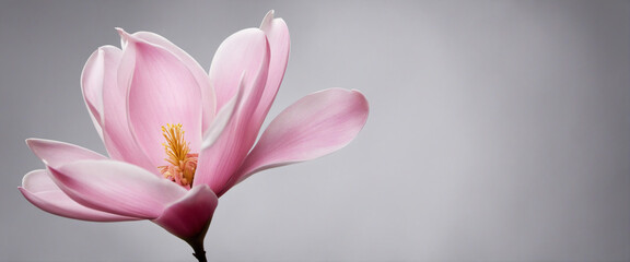 Beautiful magnolias isolated on charcoal background - panoramic banner length