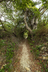 Fototapeta na wymiar caminho, trilha na região da Serra do Cipó, cidade de Santana do Riacho, Estado de Minas Gerais, Brasil